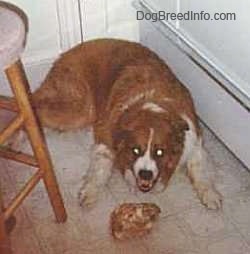 Top down view of an extra large red with white dog showing its teeth while it is laying on a tiled floor behind a hambone.