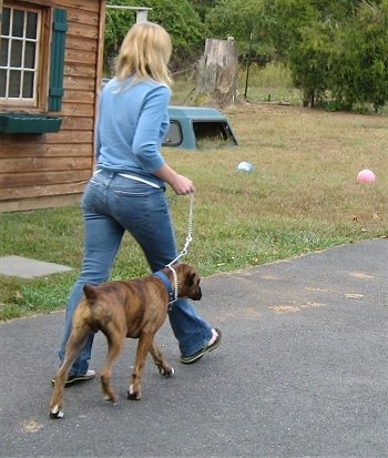 Bruno the Boxer being walked on a blacktop heeling next to a person