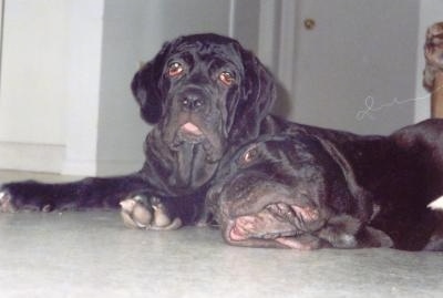 View from down low looking head on at the dogs - Two black Neapolitan Mastiff puppies are laying on a floor. One is sitting up and the other is laying flat on its side. They have a lot of extra skin.