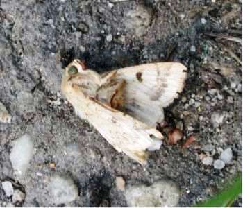 DSCN4242_bollworm_dead.jpg (19500 bytes)