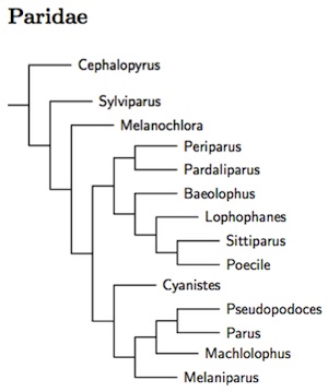 Click for Paridae tree