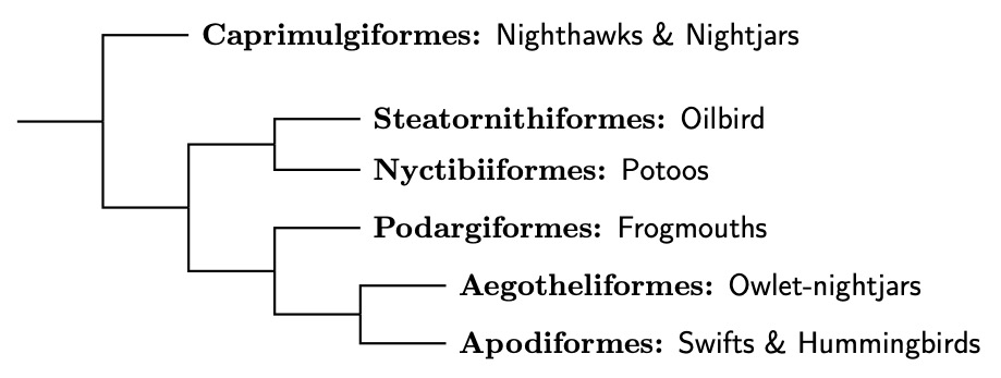 Strisores tree