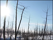 Woods in Norilsk