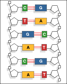 DNA molecule