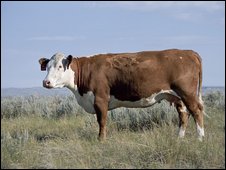 Hereford cow