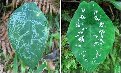 A moth mined leaf and a variegated leaf of Caladium steudneriifolium