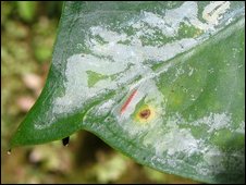 Mining moth on a leaf of Caladium steudneriifolium