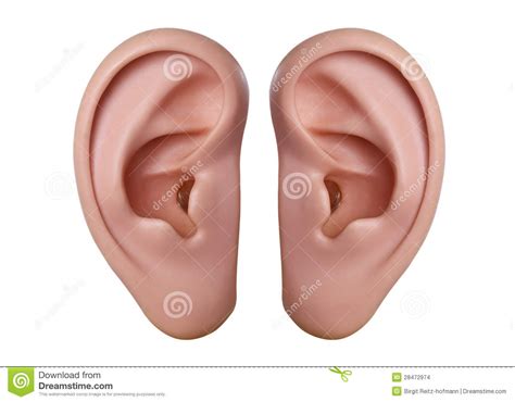 Two Ears Clipart Images