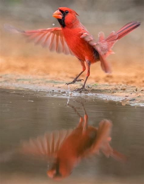 Northern Cardinal bird in Texas, | Free Photo - rawpixel