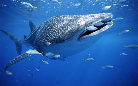 whale, Shark, Underwater, Ocean, Sea Wallpapers HD / Desktop and Mobile ...