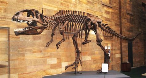 Giganotosaurus | Description, Fossils, & Facts | Britannica