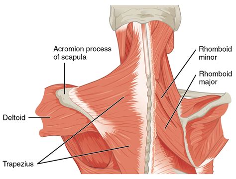 How To Fix Rhomboid Pain - [P]rehab