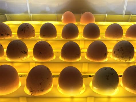 Incubator Temp And Eggs For Eggs