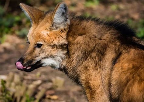 Maned Wolf Behavior - AnimalBehaviorCorner