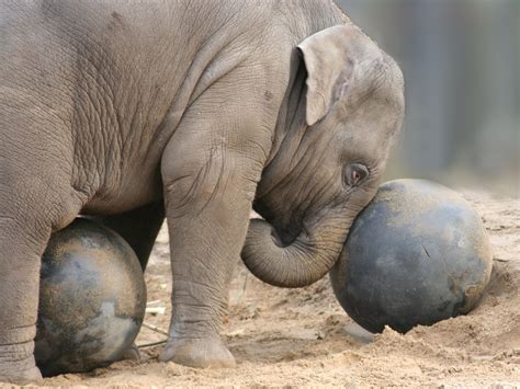 Baby elephant playing Free Photo Download | FreeImages