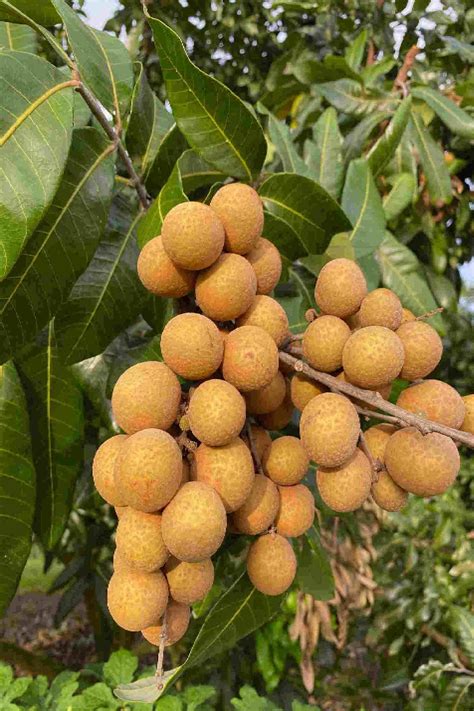 Longan Tree - Fruiting - Outdoor Plants | Plantshop.me