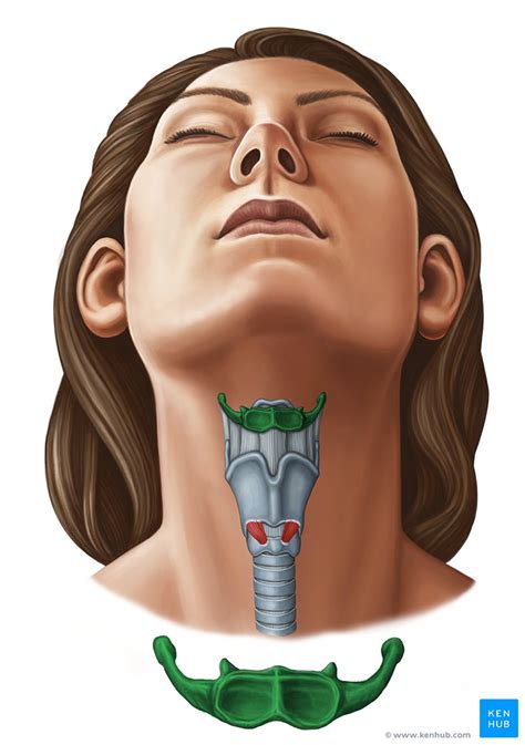 Hyoid bone: Anatomy and function | Kenhub