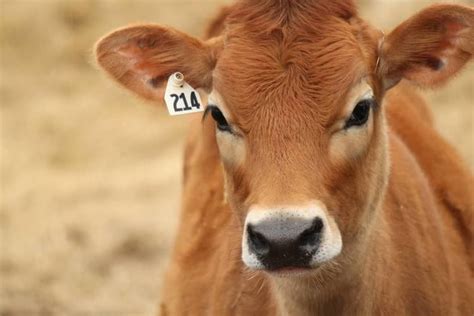 Jersey cattle - Alchetron, The Free Social Encyclopedia