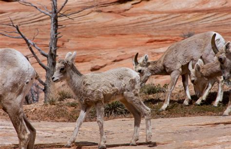 Your Guide to Zion National Park Wildlife | Under Canvas®