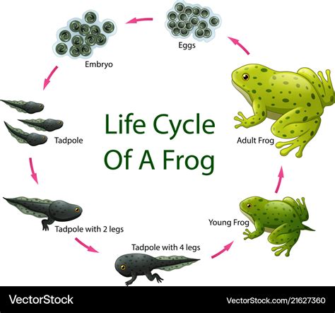 Life cycle frog Royalty Free Vector Image - VectorStock