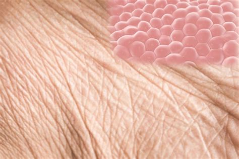 Ageing in human skin cells reversed by 30 years - The Statesman