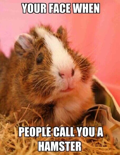 The Best 8 Guinea Pig Meme Facetime - guavasxyzpics