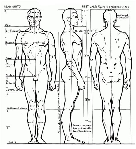 Esta imagem pertence a Andrew Loomis, representa as proporções humana ...