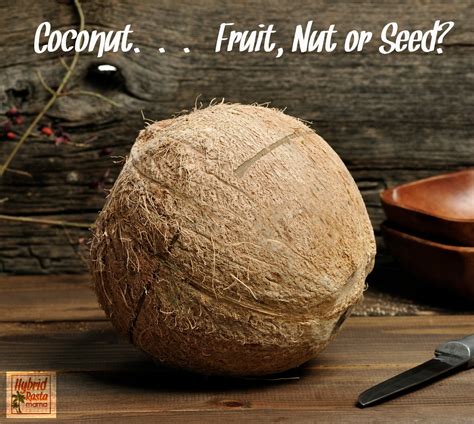 The Coconut – Fruit, Nut, or Seed? by Hybrid Rasta Mama