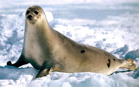 🔥 Free Download Hd Seal Wallpaper With A Big Walking Through The Snow ...