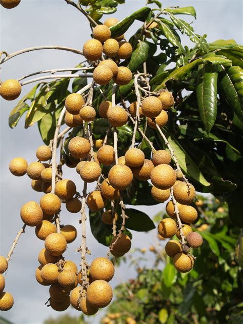 Longan Trees - 50mm pots - Fruit Tree Lane