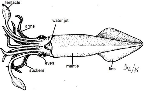 Image from https://www.biologycorner.com/resources/squid_external ...