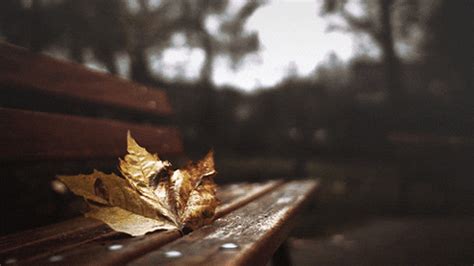 Fall Autumn GIF - Find & Share on GIPHY