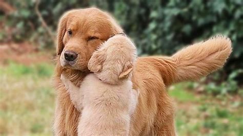 Check Out These cutest dogs big That Will Make You Want To Hug Them