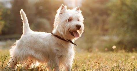 Westie Mix Breeds