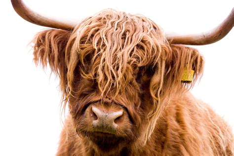 Highland cow in the New Forest Photo by Tracey Rupp Rawlins | Highland ...