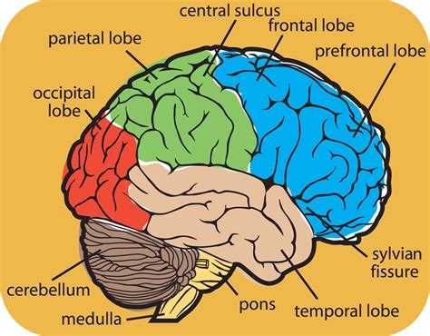 Diagram of Human Brain System - coordstudenti