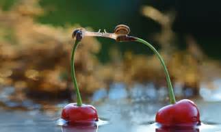 Magical World Of Snails Captured In Macro Photography By Vyacheslav ...