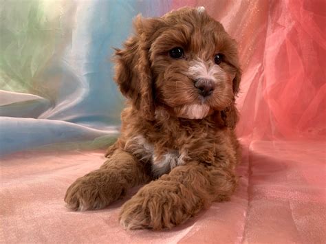 Iowa's Top Cockapoo Breeders Have Cockapoo Puppies Ready!