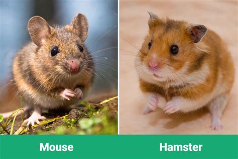 Hamster Vs Mouse - Which One Makes the Better Pet? - Hamster Spruce