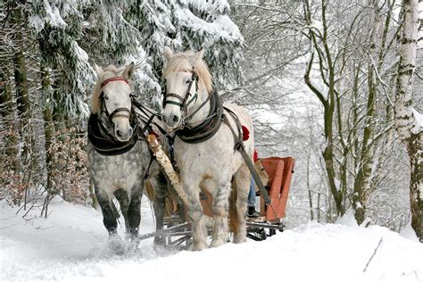 10 Magical Horse Drawn Sleigh Rides in Wisconsin!