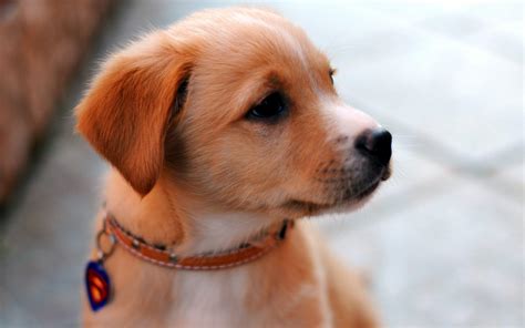 Free photo: Cute dog - Animal, Cute, Dog - Free Download - Jooinn