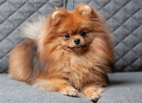 Pomeranian Dog Breed Health and Care | PetMD