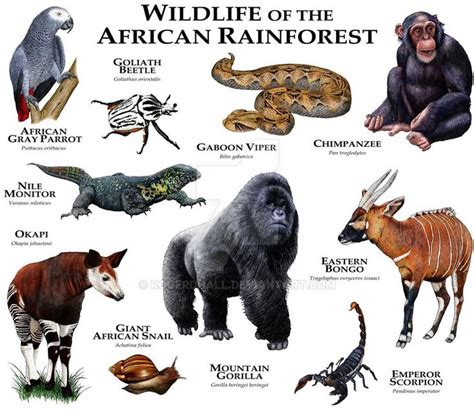 African Rainforest by rogerdhall on DeviantArt | African rainforest ...