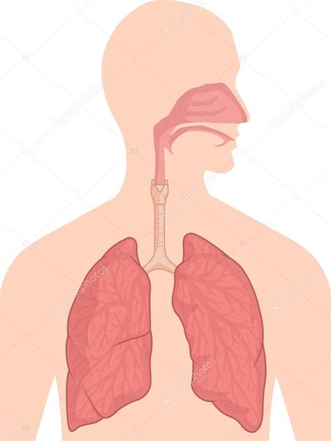 Human Body Anatomy - Respiratory System Stock Vector Image by ©BluezAce ...