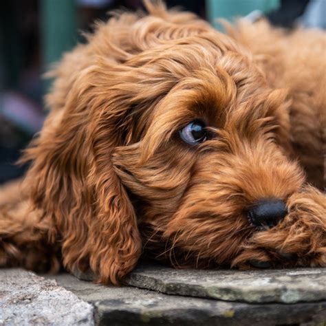 #1 | Cockapoo puppies for sale in Lathrop, CA