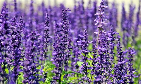 Dr. Lavender's Guide to Growing Lavender | Flower Magazine