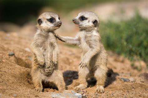 Meerkat Images – Browse 58,954 Stock Photos, Vectors, and Video | Adobe ...