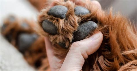 Dog Paws Red? | Everything You Need To Know!