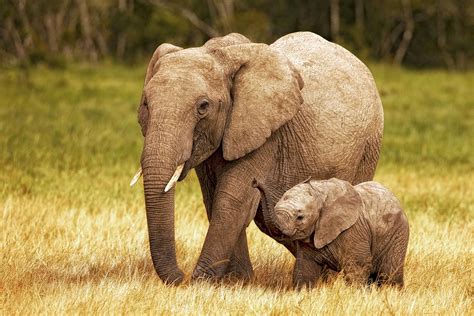 Kenya Africa Elephant Mother with Baby | Fine Art Photography by ...