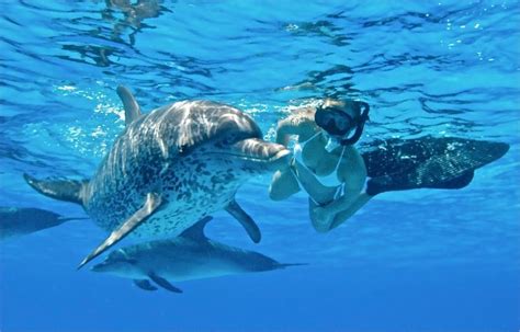 Swim with Dolphins Oahu | Best Swim with Dolphin Hawaii Tours in 2019 ...